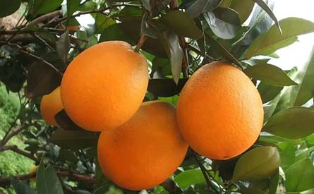 柑橘使用豫京禾——树施健壮抗病强